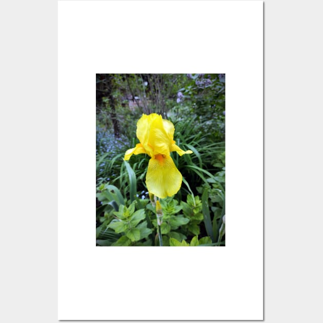 lily in yellow Wall Art by Gourmetkater